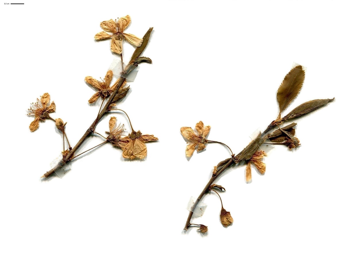 Prunus cerasifera f. atropurpurea (Rosaceae)